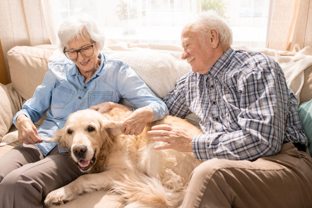 downsize happy older woman and man petting golden retriever on the couch